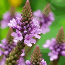 Vervain Bachblüten für Tiere